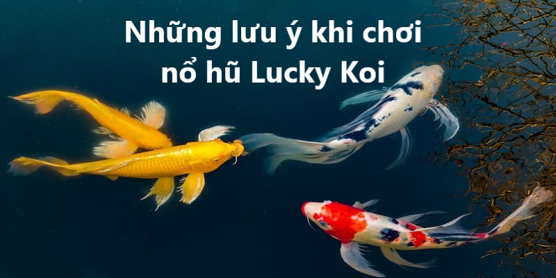 Ghi nhớ những lưu ý trên để chơi Koi Lucky hiệu quả hơn tại 33win